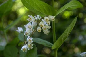 Blooming branches on the bush. photo