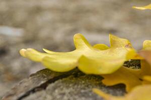 The yellow leaves of an oak tree. Fallen leaves. Oak leaves on the ground. photo