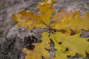 The yellow leaves of an oak tree. Fallen leaves. Oak leaves on the ground. photo