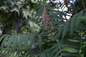 The blooming of beautiful tree. Natural pattern. photo