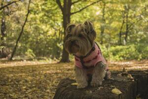 Yorkshire terrier in the park at autumn. Cute dog outdoor. photo