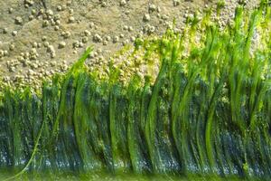 Seaweeds on the stone, close up. photo