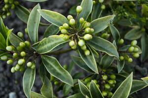 Green plant pattern. photo