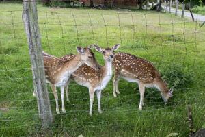 Young deers in the farm. Countryside life. photo