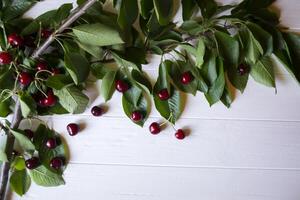 The branch with ripe cherries on a white wooden background. photo