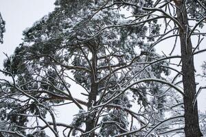 The branches of trees covered by snow. Close up. Winter background. photo