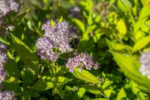 The bee on a blooming shrub. photo