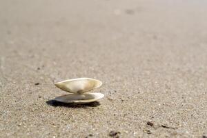 Opened seashell on the sand of the coast. Macro shot. photo
