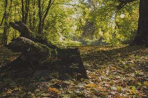 otoño bosque paisaje. foto