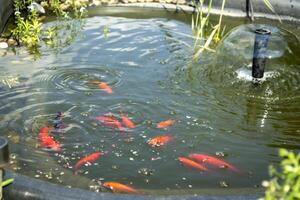 A golden fishes in an artificial lake. photo