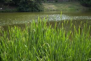Green bulrushes near lake at summer. photo