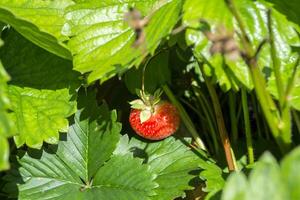 creciente fresa en el jardín. cerca arriba. foto