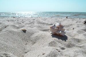 Beautiful seashell on the sand of the beach. Mollusk shell. photo