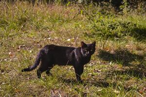 Black cat outdoor photo