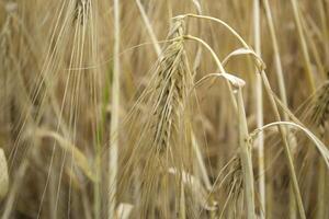 Wheat field at summer. Close up. Wheat background. photo