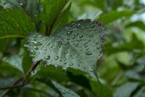 Green leaf covered by raindrops, macro photography. photo