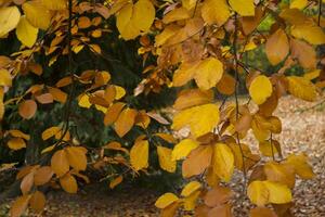 Autumn leaves background. photo