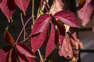 Colorful autumn leaves. Natural autumn pattern. photo