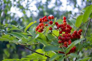 The clusters of berry on a rowan tree. Close up. Rowan berry, macro shot. photo