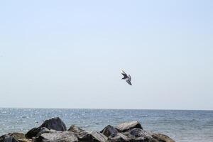 The gull is flying in the sky. photo