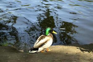 hermosa Pato cerca lago. foto