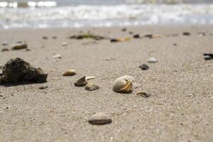 Beautiful seashell on the sand of the beach. Mollusk shell. Close up. photo