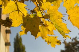 Deciduous forest at autumn. Beautiful maple trees. Golden fall. photo