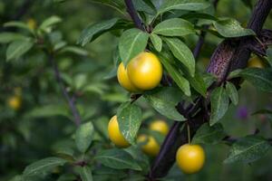 Yellow plums on the tree in the garden. Close up. photo