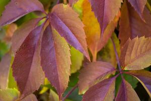 Colorful autumn leaves. Natural autumn pattern. photo