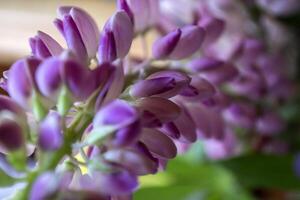 Lupine on a white background. Macro shot. photo