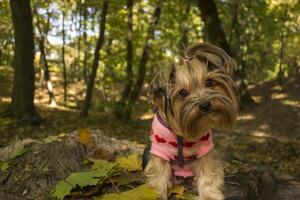 Yorkshire terrier en el parque a otoño. linda perro exterior. foto