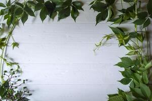 The frame from green leaves on a white wooden background. photo