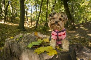 Yorkshire terrier in the park at autumn. Cute dog outdoor. photo