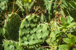 cactus en un formar de corazón. foto