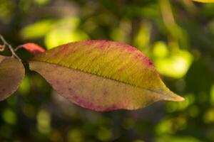 The beautiful autumn leaves on the tree. photo