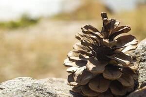 The pinecone on the stone. Macro shot. photo