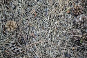 The pine cones on the dry needles, close up. Christmas wallpaper. photo