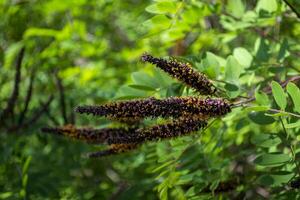 Blooming branch of acacia tree close up. photo