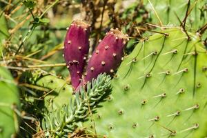 Cactus field close up. photo