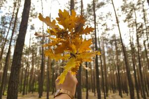 The yellow leaves of an oak tree. Fallen leaves. The branch of oak in female hand against a forest background. photo