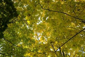 Deciduous forest at autumn. Beautiful maple trees. Golden fall. photo