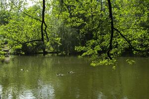 A pond in the forest. Beautiful summer landscape. photo