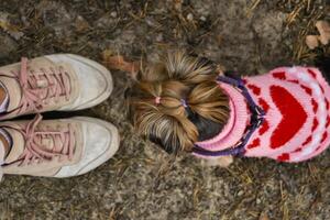 A cute yorkshire terrier near girl's feet, outdoor. photo