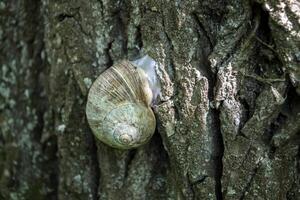 Snail shell on the trunk of tree. photo