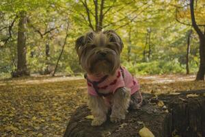 Yorkshire terrier in the park at autumn. Cute dog outdoor. photo