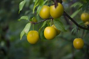 Yellow plums on the tree in the garden. Close up. photo