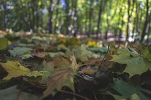 Beautiful autumn leaves of maple, close up. photo