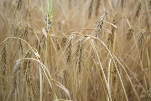 Wheat field at summer. Close up. Wheat background. photo