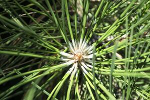 Pine needles background. photo