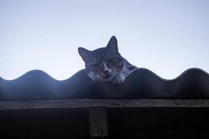 The cat plays outdoor. photo